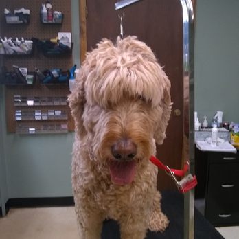 petcoach grooming prices