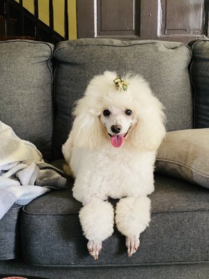 Dogma Grooming + Pet Needs by null
