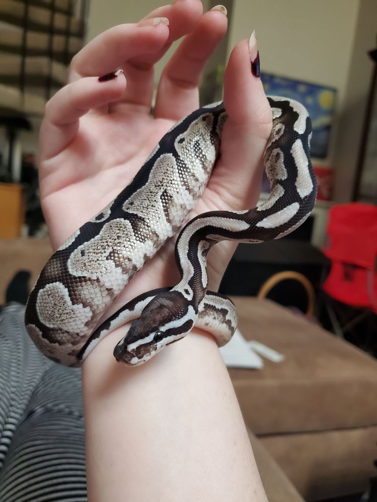 WILBANKS CAPTIVE BRED REPTILES Updated August 2024 3525 S Purdue