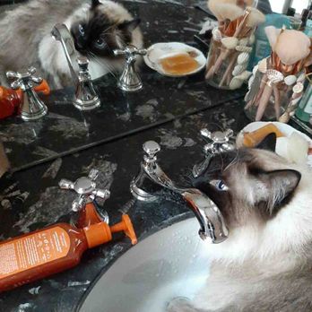 City Kitty Sitter - Water cat! - Pet Sitting Near Me - Denver, Colorado City Kitty Sitter - Water cat! - Pet Sitting Near Me - Denver, Colorado