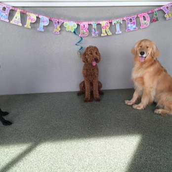 Paws & Play - Miss Daisy's birthday paw-tay! - Pet Sitting Near Me - Ocoee, Florida