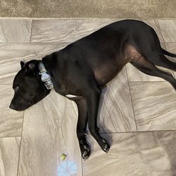 The Grand Paw - Too tired to eat his celery treat - after daycare