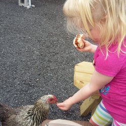 Grand Island Farms - BBQ burger in one hand ($2 !!!!) and happily feeding chickens with the other!