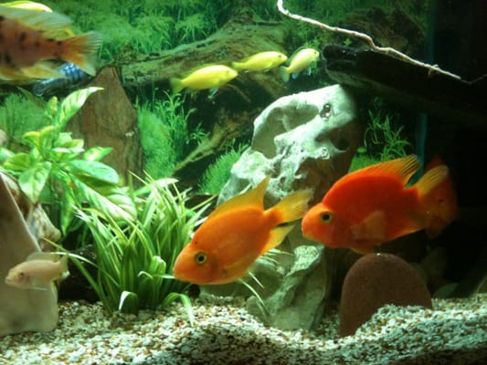 Kirin Japanese Seafood & Sushi Buffet by null