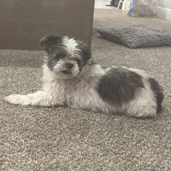 Ace of Pups - Jack, originally "black jack" - Pet Breeders Near Me - Beverly Hills, Florida Ace of Pups - Jack, originally "black jack" - Pet Breeders Near Me - Beverly Hills, Florida