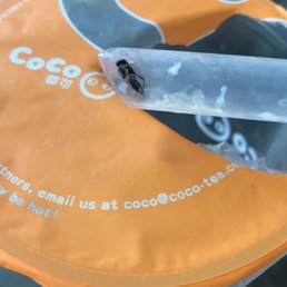 A butterfly in a cup of Coco Milk Tea A butterfly in a cup of Coco Milk Tea