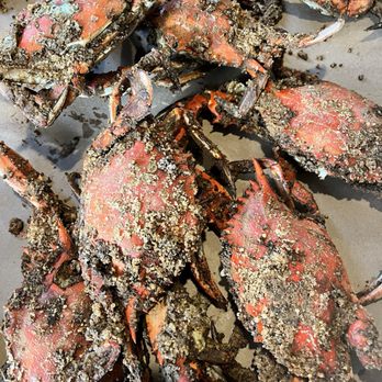 Ocean Pride Seafood - Medium crabs 80 - Seafood Near Me - Lutherville, Maryland Ocean Pride Seafood - Medium crabs 80 - Seafood Near Me - Lutherville, Maryland