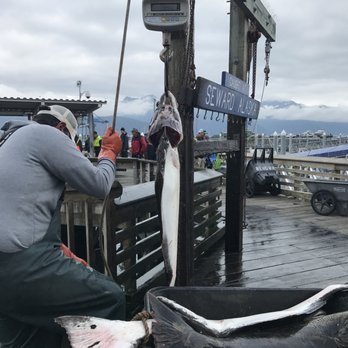 Saltwater Safari - weighing the catch - Tours Near Me - Seward, Alaska Saltwater Safari - weighing the catch - Tours Near Me - Seward, Alaska