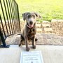 Photo of Custom Canine Companion