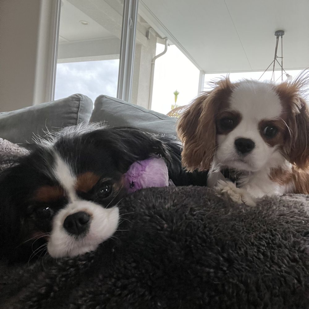 Cavalier Companions - Pet Breeders Near Me
