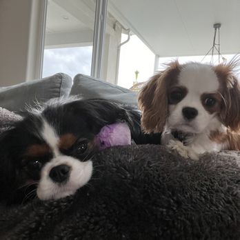 Cavalier Companions - Pet Breeders Near Me