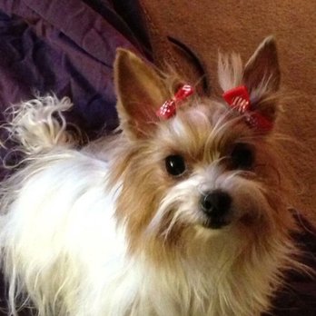 Petco - Zoie after grooming - Pet Training Near Me - Anchorage, Alaska