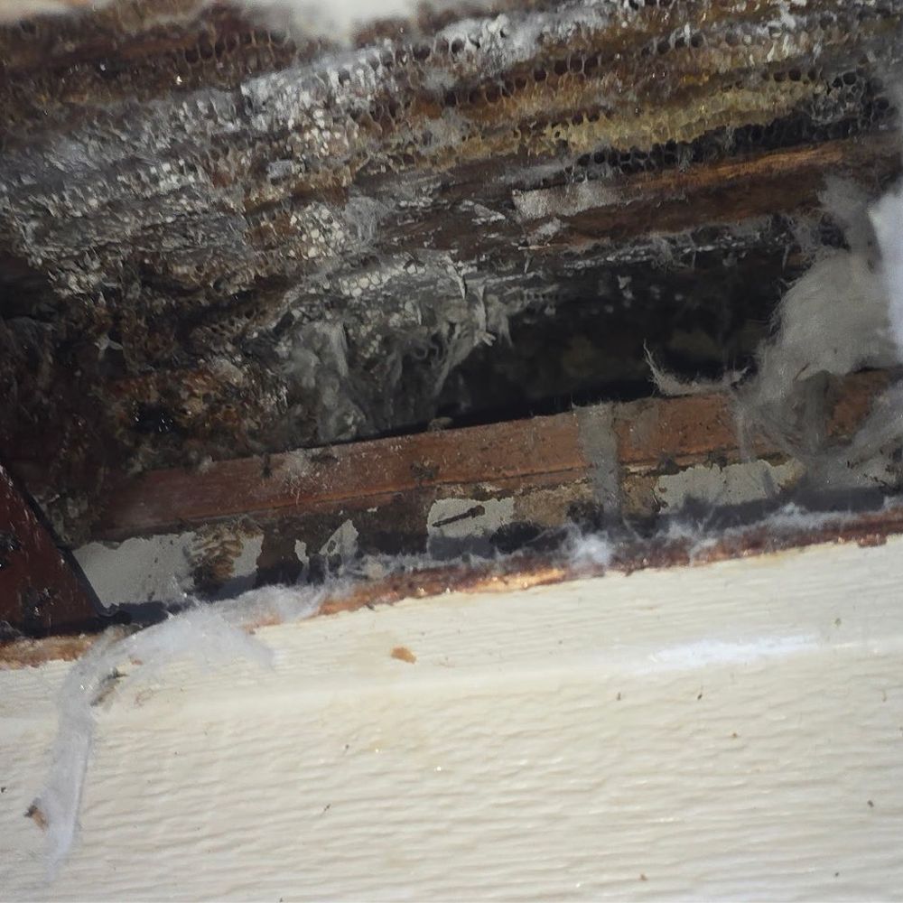 Mr. Bee Removal - Pest Control Near Me - Keller, Texas Mr. Bee Removal - Pest Control Near Me - Keller, Texas
