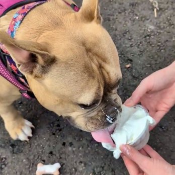 Kool Cones - My dog enjoying her pup cup - Ice Cream & Frozen Yogurt Near Me - Gibsonia, Pennsylvania