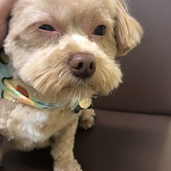 Namast'ay Dog Spa - How they returned her. - Pet Groomers Near Me - Belmont , California
