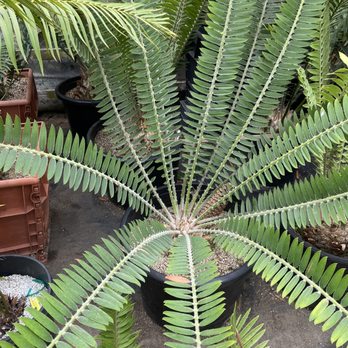 Jungle Music Palms & Cycads - Nurseries & Gardening Near Me - Encinitas, California Jungle Music Palms & Cycads - Nurseries & Gardening Near Me - Encinitas, California