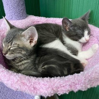 Itty Bitty Orphan Kitty Rescue - Two adorable cats napping on one of many play structures. - Community Service/Non-Profit Near Me - San Jose, California Itty Bitty Orphan Kitty Rescue - Two adorable cats napping on one of many play structures. - Community Service/Non-Profit Near Me - San Jose, California