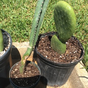 The Cactus King - Purchased from cactus King yesterday. - Nurseries & Gardening Near Me - Houston, Texas