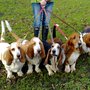 Photo of Home From Home Pet Services