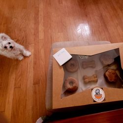 Lulu's Pet Bakery - Kuki, my Mini Maltese, is wondering what is in this cute box.