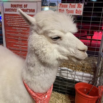 Winter Fest OC - Festivals Near Me - Costa Mesa, California Winter Fest OC - Festivals Near Me - Costa Mesa, California