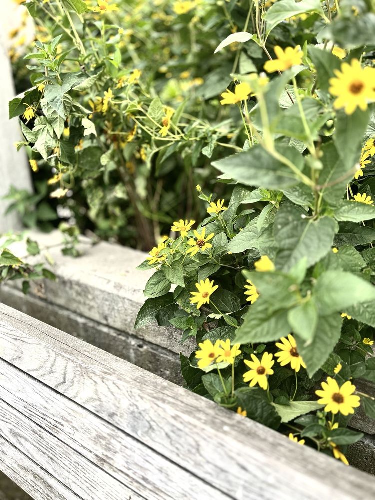 Brooklyn Bridge Park Pier 6