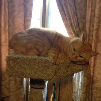 Petco - Cat condo is too small for a cat, and, he's not happy being squished either! - Pet Groomers Near Me - Bothell, Washington Petco - Cat condo is too small for a cat, and, he's not happy being squished either! - Pet Groomers Near Me - Bothell, Washington