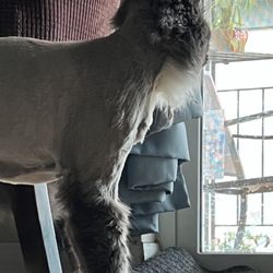 Fusion Pet Stylez - Same dangling piece of fur still stretched in a different angle.