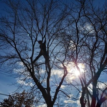 Wild Side Tree Care - Tree Services Near Me - Calgary, Alberta Wild Side Tree Care - Tree Services Near Me - Calgary, Alberta