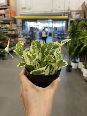 The Home Depot by null