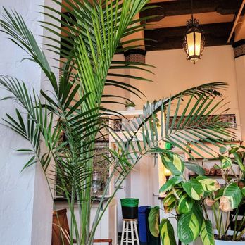 Piedmont Cafe - Lush foliage. Arte Johnson vibes (1/26/25). - Coffee & Tea Near Me - Seattle, Washington