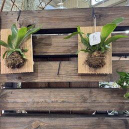 David Armstrong： 615 Jefferson Avenue ARMSTRONG GARDEN CENTERS - Updated December 2025 - 72 Photos & 98