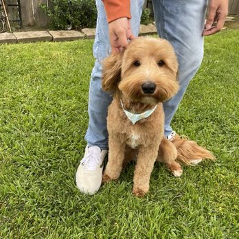 Above & Beyond Pet Grooming - Pet Groomers Near Me - Stockton, California Above & Beyond Pet Grooming - Pet Groomers Near Me - Stockton, California
