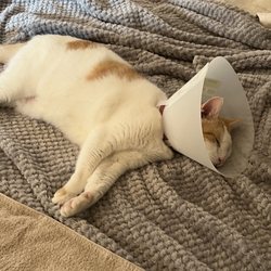 Laurelwood Animal Hospital
