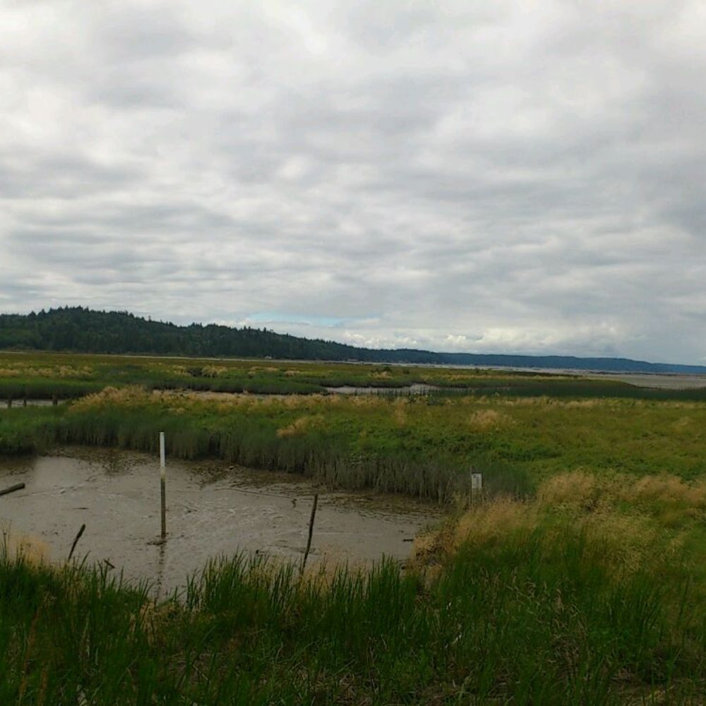 Theler Wetlands - Wetland - Hiking Near Me - Belfair, Washington Theler Wetlands - Wetland - Hiking Near Me - Belfair, Washington