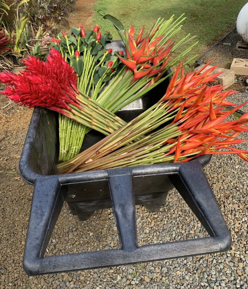 TROPICAL FLOWERS EXPRESS Updated June 2024 13 Photos 6721