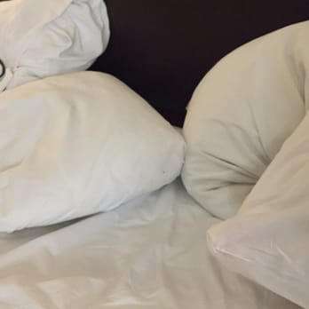 CoCo Key - Ant on pillow - Resorts Near Me - Orlando, Florida CoCo Key - Ant on pillow - Resorts Near Me - Orlando, Florida