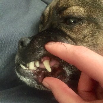 Valley Veterinary Hospital - Tartar-free clean teeth!!! - Veterinarians Near Me - Denver, Colorado Valley Veterinary Hospital - Tartar-free clean teeth!!! - Veterinarians Near Me - Denver, Colorado