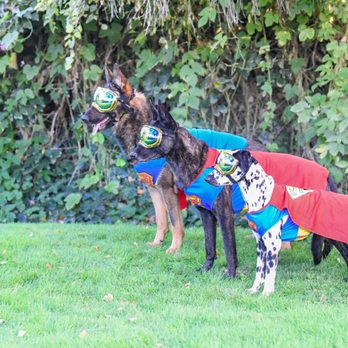 Seeonee SuperDogs - Pet Boarding Near Me