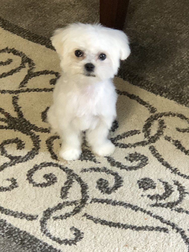 LOVE ON A LEASH DOG GROOMING SALON Updated September 2024 11