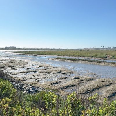 Bolsa Chica Ecological Reserve by null