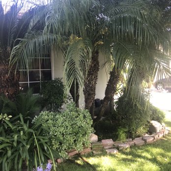 Luis Tree Service - Before. - Tree Services Near Me Luis Tree Service - Before. - Tree Services Near Me