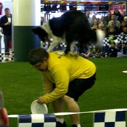 Chicagoland Family Pet Expo - Indy Disco Dog Club