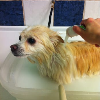 Green Dog Pet Spa - Pet Groomers Near Me - Edmonton, Alberta Green Dog Pet Spa - Pet Groomers Near Me - Edmonton, Alberta