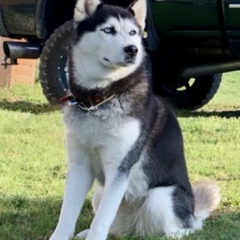 My Perfect Pal - Pet Breeders Near Me My Perfect Pal - Pet Breeders Near Me
