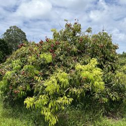 Kaye Family Farms - Lychee trees