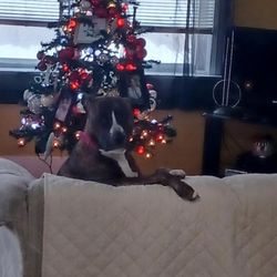 Veterinary Health Center - Merry Christmas from Lucy Keller