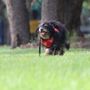 Lead by Example Dog Training