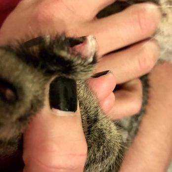 Exmoor Pet Care Services - Upset with how short they cut my cat's nails. Saving grace was the grooming manager who refunded me and was very apologetic. - Pet Services Near Me - Austin, Texas