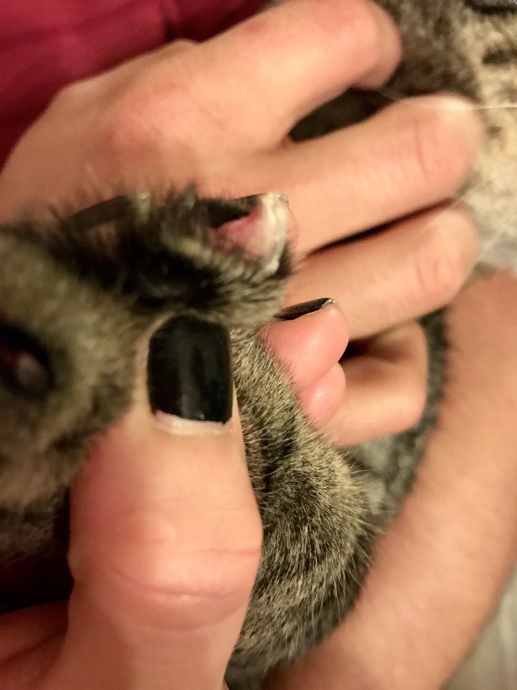 Upset With How Short They Cut My Cat S Nails Saving Grace Was The